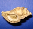 Pterynopsis tristichus