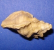 Pterynopsis tristichus