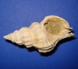 Sassia flandrica