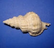 Sassia flandrica