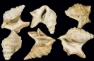 Aporrhais tridactylus (Braun 1850)