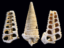 Mesohalina margaritacea (Brocchi 1814)  