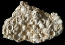 Potamides, Mesohalina, Granulolabium und Polymesoda 