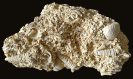 Potamides, Mesohalina, Granulolabium und Polymesoda