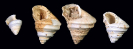 Rhenotrochus sexangularis (Sandberger 1859)