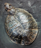 Allaeochelys crassesculpta