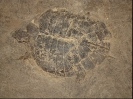 Allaeochelys crassesculptata Harrassowitz, 1922