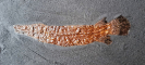 Atractosteus messelensis GRANDE 2010