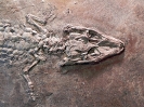 Diplocynodon darwini Ludwig, 1877