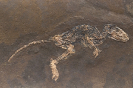 Macrocranion tupaiodon, ein Insektenfresser