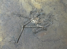 Messelornis cristata Hesse, 1988