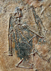 Palaeochiropteryx tupaiodon REVILLIOD 1917