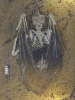 Palaeochiropteryx tupaiodon Revilliod, 1917