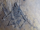 Palaeochiropteryx spiegeli Revilliod, 1917 - Flugunfall?