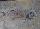 Thaumaturus intermedius Weitzel, 1933