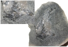 Fischrest in Phosphoritknolle
