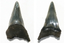 Chondrichthyes / Parotodus benedeni