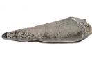 Fischzahn (Eutrichiurides delheidi)