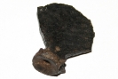 Hypuralplatte von Sarda conoidea (MEYER, 1846)