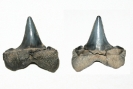 Chondrichthyes / Isurolamna gracilis