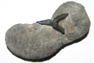 Chondrichthyes / Isurolamna gracilis