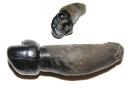 Halitherium schinzi