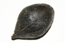 Nuss Carya lacrymabunda