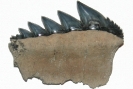 Chondrichthyes / Notorynchus primigenius