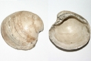 Muschel Arctica islandica
