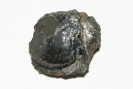 Muschel Pecten sp.