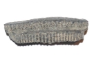 Kauplatte von Myliobatis sp.