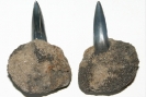 Carcharias cuspidatus in Phosphoritknolle