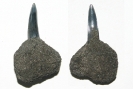 Carcharias cuspidatus in Phosphoritknolle