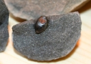 phosphorisiertes Samenkorn bzw. Nuss