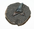 Carcharias cuspidatus / in Phosphoritknolle