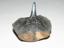 Carcharias cuspidatus / in Phosphoritknolle