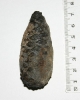 Pinus-Zapfen in einer Phosphoritknolle