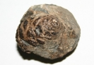 Zapfen von Pinacea