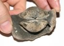 Muschel Glycimeris subterebratularis