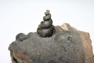 Drepanocheilus speciosus
