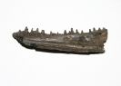Fischkieferfragment (Art noch nicht bestimmt)