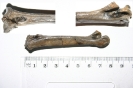 Vogelknochen