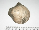 Muschel Arctica islandica