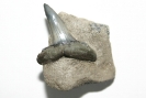 Carcharias cuspidatus auf Matrix
