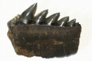 Chondrichthyes / Notorynchus primigenius
