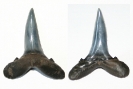 Carcharias cuspidatus