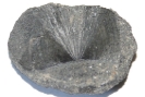 Fischschuppe