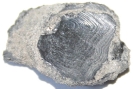 Fischschuppe