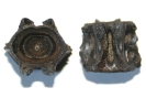 Fischwirbel (Art unbekannt)