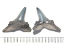 Chondrichthyes / Isurolamna gracilis
